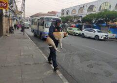 Proyecto de ley municipal de tenencia de mascotas contempla sanciones, impuestos y «apadrinamientos» || Propuesta de "catrinos" y tecnología para el apadrinamiento de mascotas