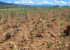 Sequías y granizadas golpean la producción agrícola en Zudañes y Villa Abecia || Hay dos mil familias afectadas y se teme una masiva migración a Argentina y Chile.