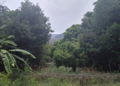 Sucre: Reportan brote de chikungunya en el Valle de Río Chico y exigen fumigación inmediata || El representante vecinal manifestó su preocupación por la falta de medidas de prevención efectivas en la zona