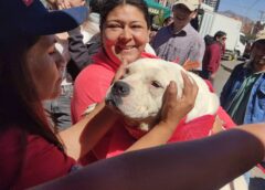 Domingo: Convocan a una nueva jornada de adopción de mascotas de Puka Puka en el frontis del Estadio Patria || "Es importante también aclararle a la población que estos animalitos han sufrido mucho" explicó la activista.
